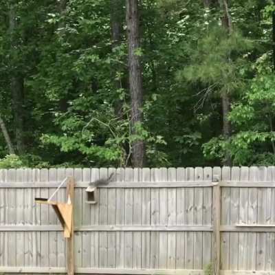 Squirrel feeder