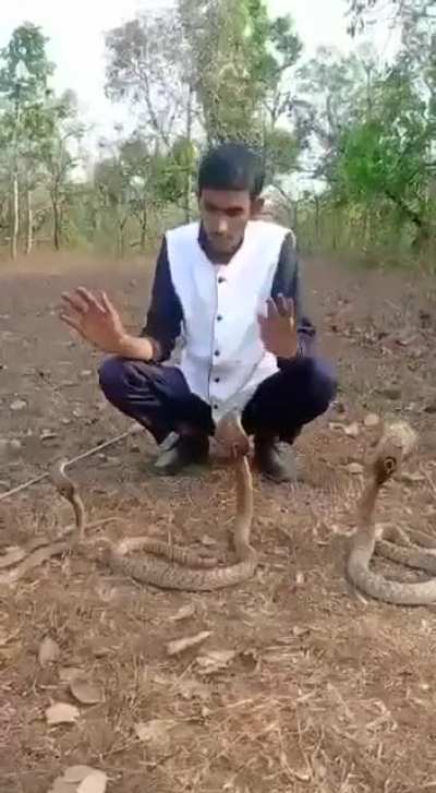 WCGW while handling snakes with no training