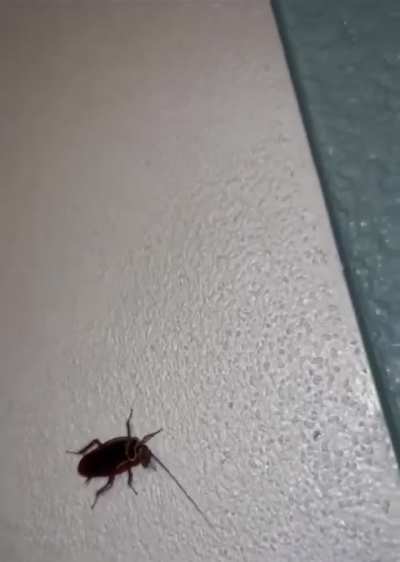 Roaches are found everywhere