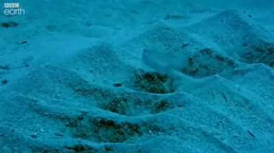 Japanese pufferfish are amazing builders
