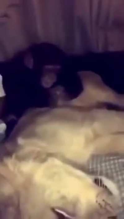 Press "f" for monkey