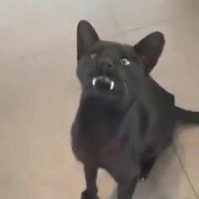 This kitty-cat