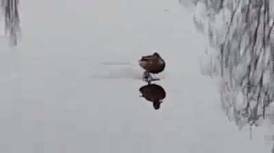 Holy duck.