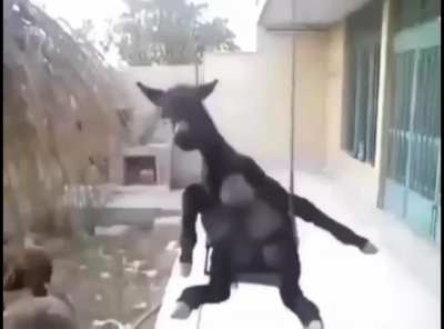 one goat one desire