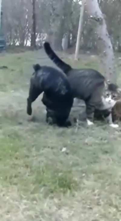 Doggo gets bodied