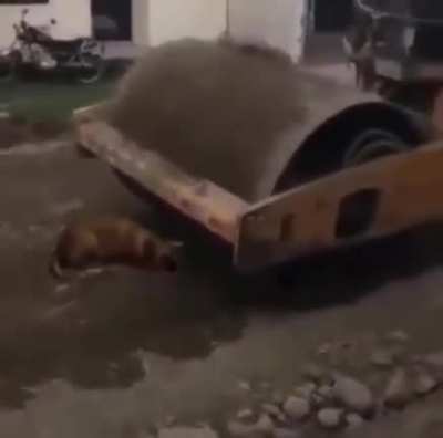 Cursed_Dog