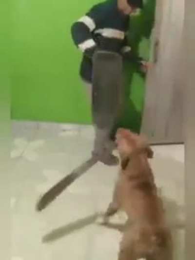 When your friend says his dog doesn't bite...