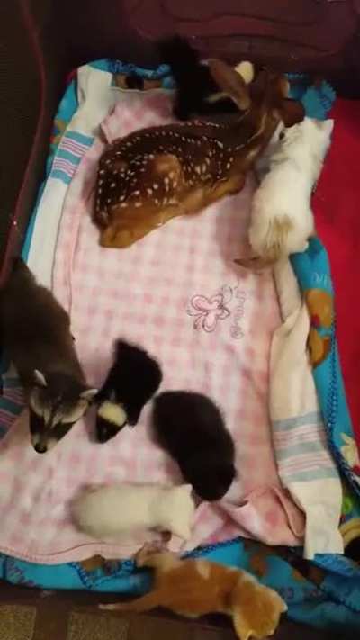 Cuteness overloaded