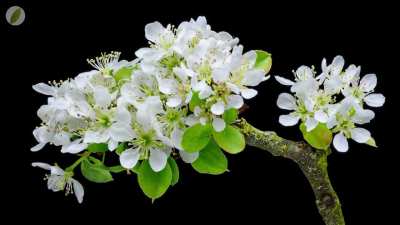 Apple tree blossoms spring time lapse