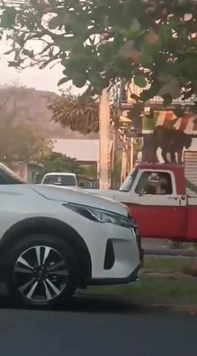 Truck normally cruising in the middle of a town with a Bengal Tiger on top of it in Michoac&aacute;n, Mexico