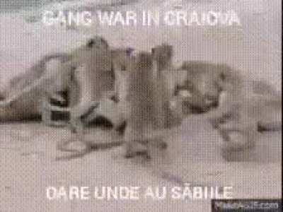 Eterna terranova