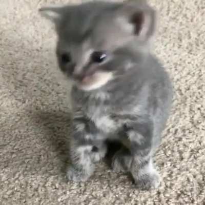 Horrific kitten yells at helpless family
