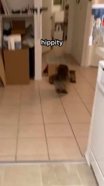 Here comes Noodle fluffy tail