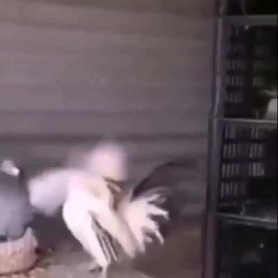 Bonk