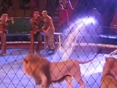 caging a wild beast