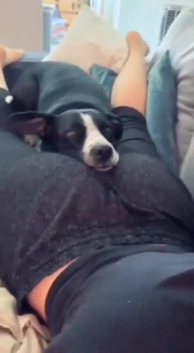 Bi k&ouml;pek kadar olamadık
