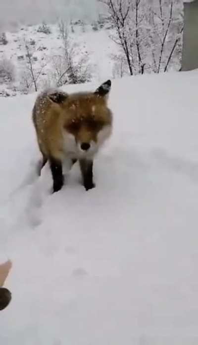 So much for gaining fox&rsquo;s trust...
