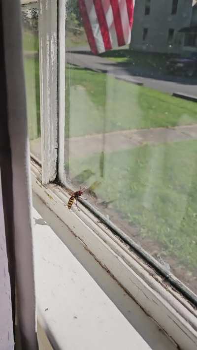 Hornet?? 