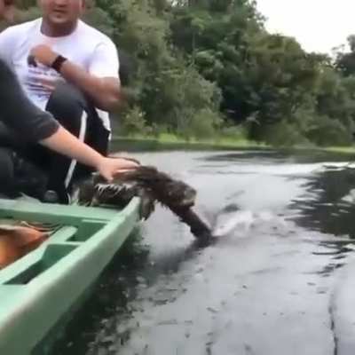 A sloth enjoying the ride (from Tired Earth)