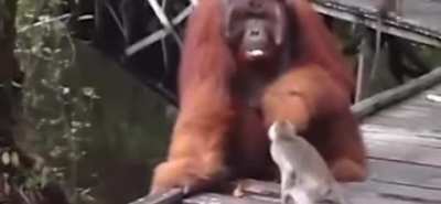 Stupid fucking monkey steals banana