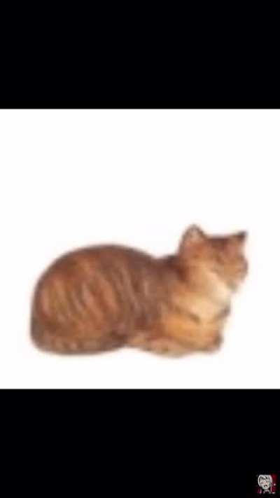 This is the first so called &ldquo;Cat Video&rdquo;, made in the 18th century. Now with new technology we have now colorized it and made it higher quality