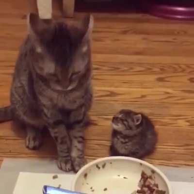 Little kitten falls asleep in the middle of a meal