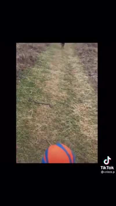 He can&rsquo;t walk past this snake