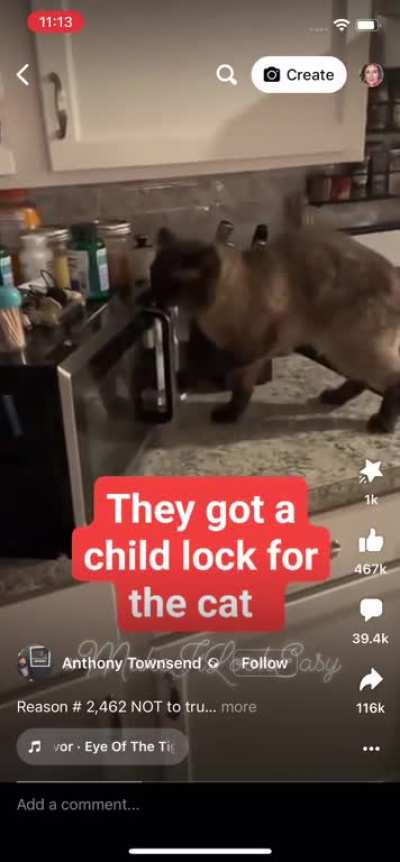 Cat will undoubtedly smash that microwave in the end.