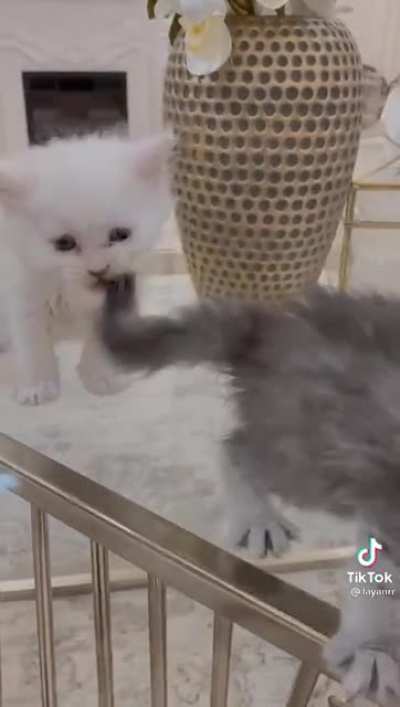 Mean cat