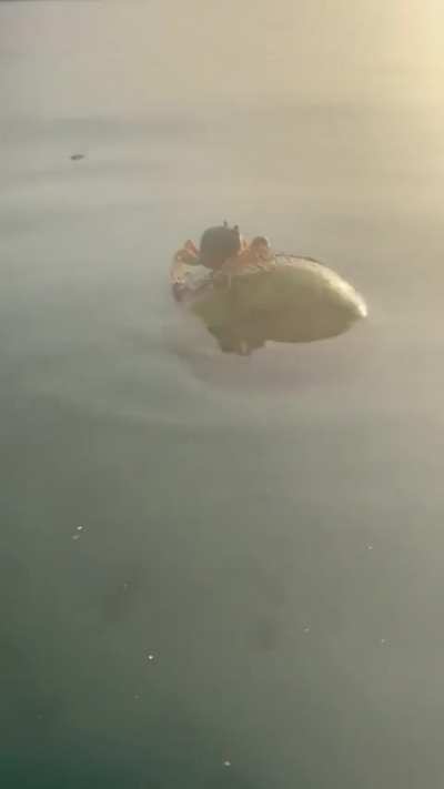 Crab floating on a coconut