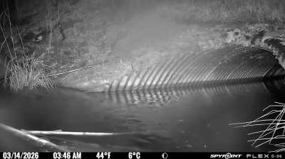 Five days at a busy beaver dam during a spring rainstorm, condensed into 9 minutes