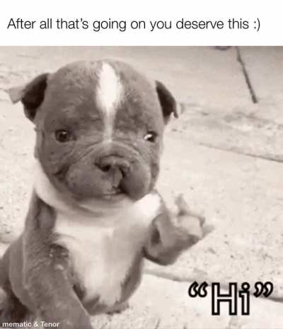 Here's a cute doggo