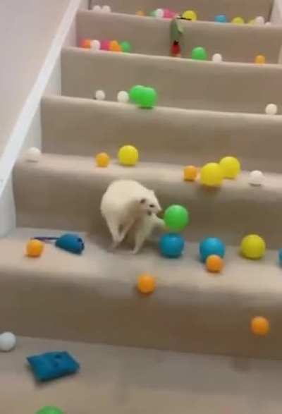 This deaf ferret is in for a surprise!