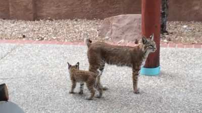 A bobcat family has taken over my Uncle&rsquo;s backyard