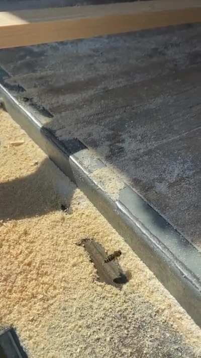 A whole bunch of non-aggressive bees showed up around my table saw today. At times, It almost looked as if they were playing in the saw dust. Here&rsquo;s my favourite out of the videos I shot.