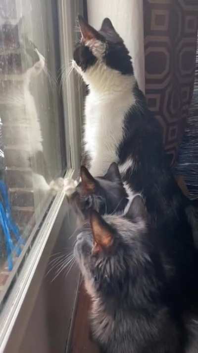 Chidi, Tahani, and Eleanor, my creepy little Angoras