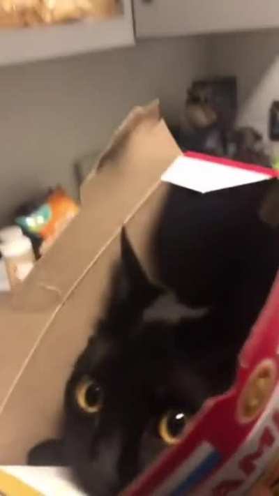 A black biscuit inside the box