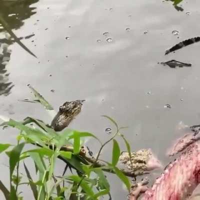 Crocodilians use a maneuver called the "death roll" to tear off chunks of flesh.
