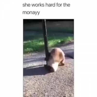Catpole dancer