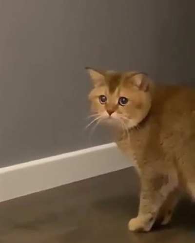 Кошка странно себя ведет