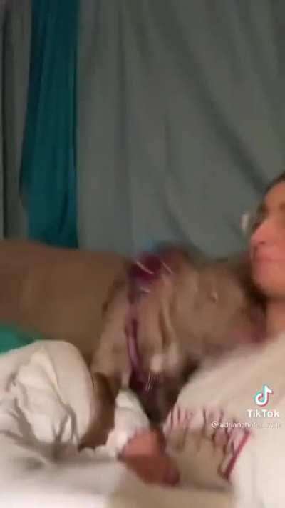 Velvet Hippo responds to owner&rsquo;s bark