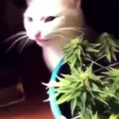 Hmmm