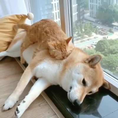 Kitty found a pillow he likes.