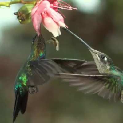 Hummingbird accidentally slaps the hell out of the bee