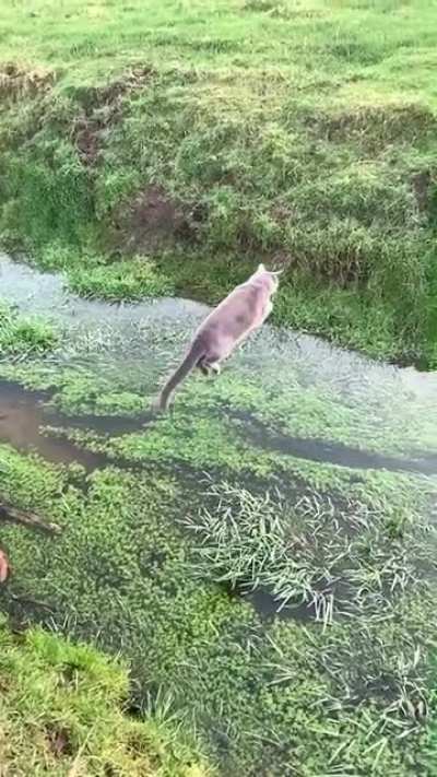 Next level hitcat