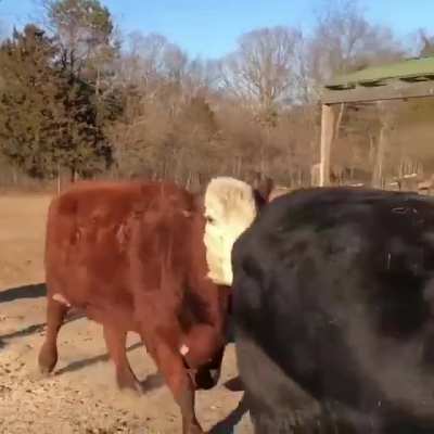 Happy cow tags their buddy to pass on the zoomies