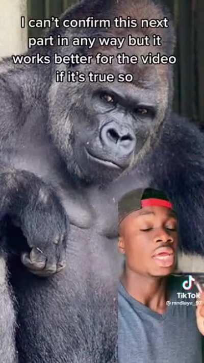 Leave the gorilla alone!