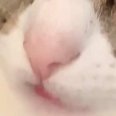 Barely there blep