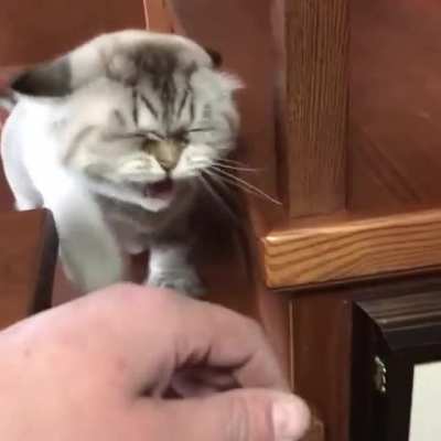 Сука, сука, сука, сука&hellip;.. (это не Моргенштерн)