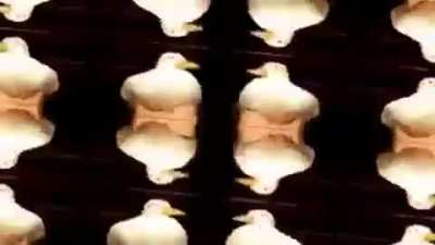Have a nice dancing duck